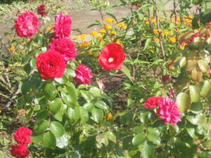 赤い花のタイタンビカスやバラ