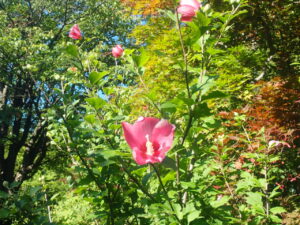ピンクのムクゲ 