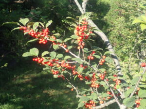 赤い実のウメモドキ