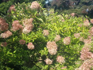 ピンクが濃くなってきたミナヅキ