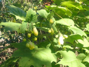 キレンゲショウマ