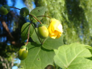 黄色い花のキレンゲショウマ