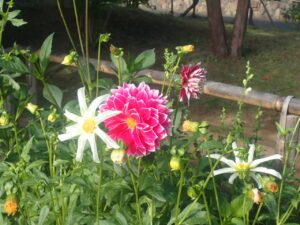 赤や白のダリア