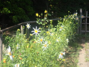 白い花のダリア