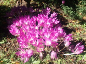 ピンク色のイヌサフラン