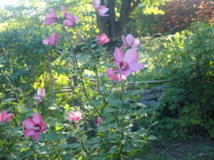 ピンクの花のムクゲ