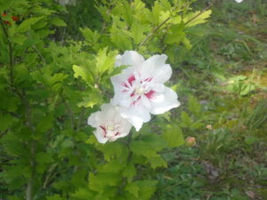 白い花のムクゲ