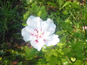 白のムクゲ