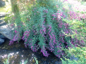 紫色のミヤギノハギ