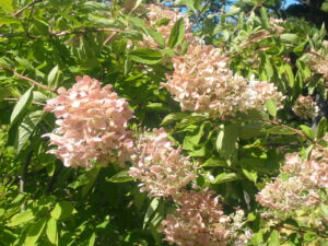 ピンクが濃くなってきたミナヅキ