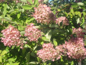 ピンク色のミナヅキ