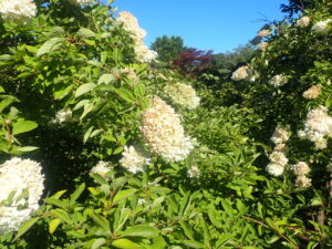 ピンクに変わり始めたミナヅキ