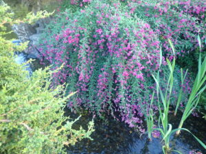 水に揺れるミヤギノハギ