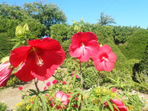 赤い花のタイタンビカス