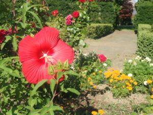 赤い花のタイタンビカス