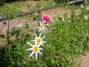 赤や白のダリア