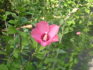 赤い花のムクゲ