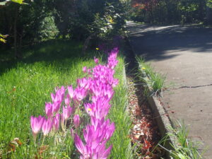 紫色のイヌサフラン