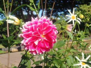 池の淵のダリア