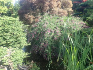 赤い小さな花のミヤギノハギ