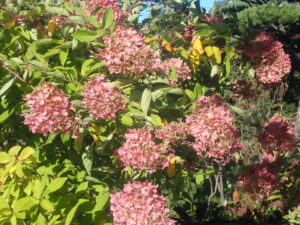 ピンク色が濃いミナヅキ