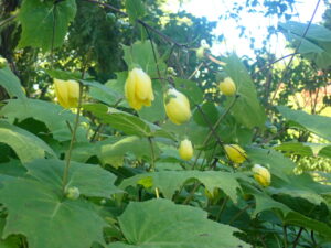 黄色い花のキレンゲショウマ