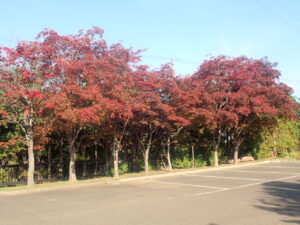 駐車場の紅葉