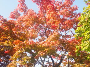 オレンジ色に色ずくヤマモミジ