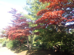 園路の紅葉