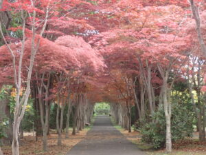 モミジ並木2