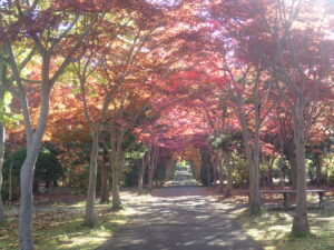 モミジ並木1