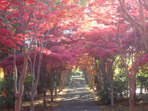 モミジ並木2