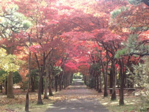 モミジ並木2
