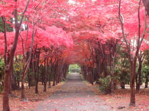 モミジ並木1