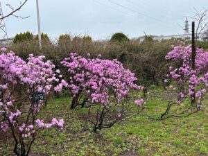 紫色の花のエゾムラサクツツジが満開です