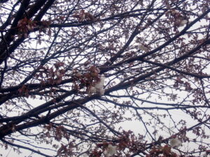 ミネザクラの白い花がチラホラと咲いています