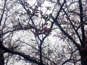 ソメイヨシノの淡いピンク色の蕾