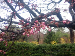 エゾヤマザクラのピンク色の蕾