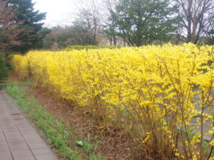 黄色い花のレンギョウ