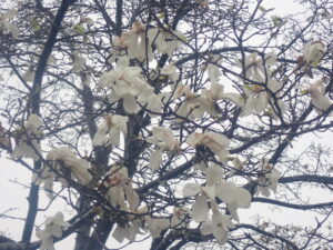 白い花のキタコブシ