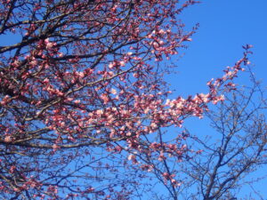 花を咲かせ始めたピンクのエゾヤマザクラ