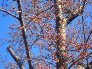 まだ蕾のソメイヨシノ