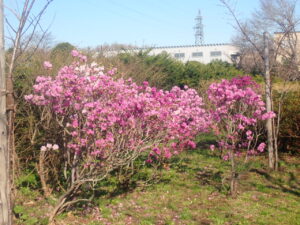 紫色のエゾムラサキツツジ