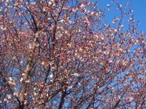 咲き始めた淡いピンクのミネザクラ