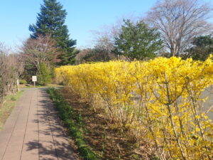 黄色が奇麗なレンギョウ