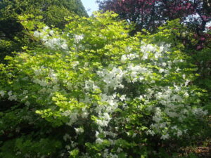 白い花のシロヤシオ