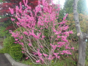 ピンク色のハナズオウ