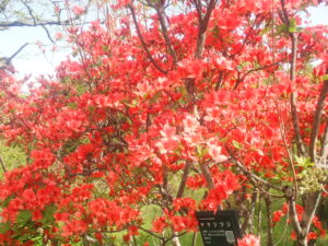 オレンジ色のヤマツツジ