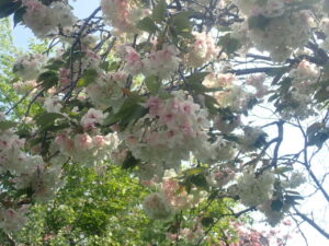 淡い黄緑色にピンクが混じったウコン