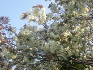 淡い黄緑色のウコン